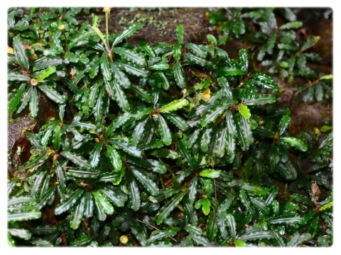 Bucephalandra sp.”varigata “ 水草 Bucephalandra sp. Varigata Bucephalandra Variegated